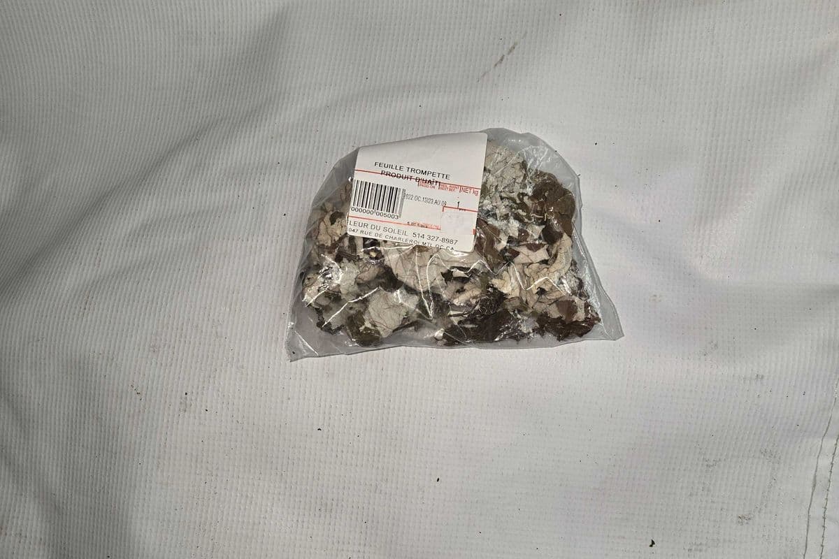 FEUILLE TROMPETTE