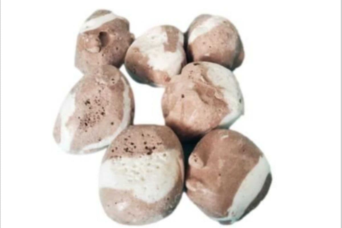 Biscuit et Crème lyophilisé 30g