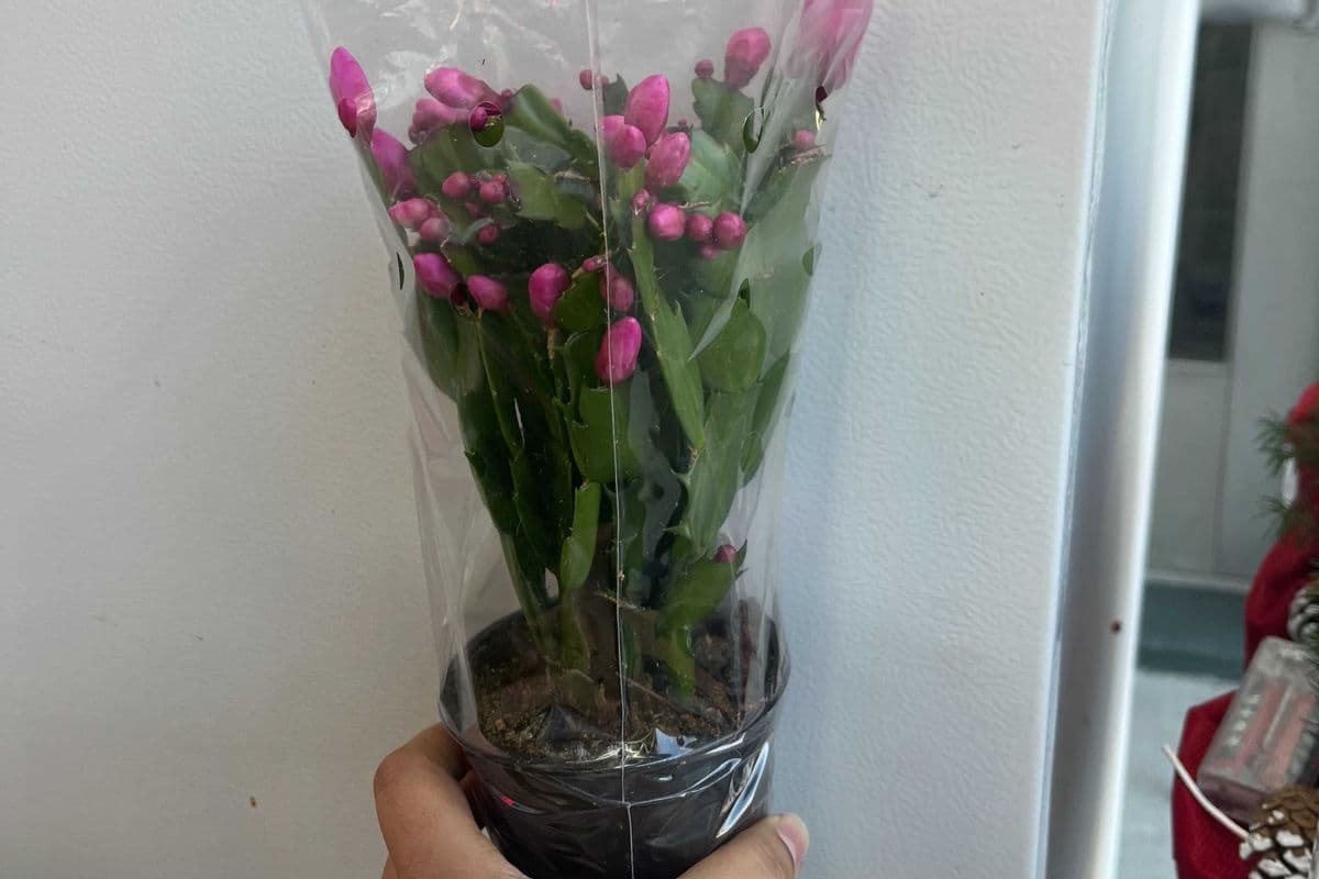 Zygocactus 4"