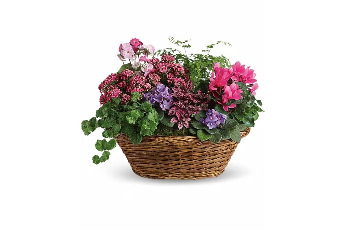 Simply Chic Mixed Plant Basket