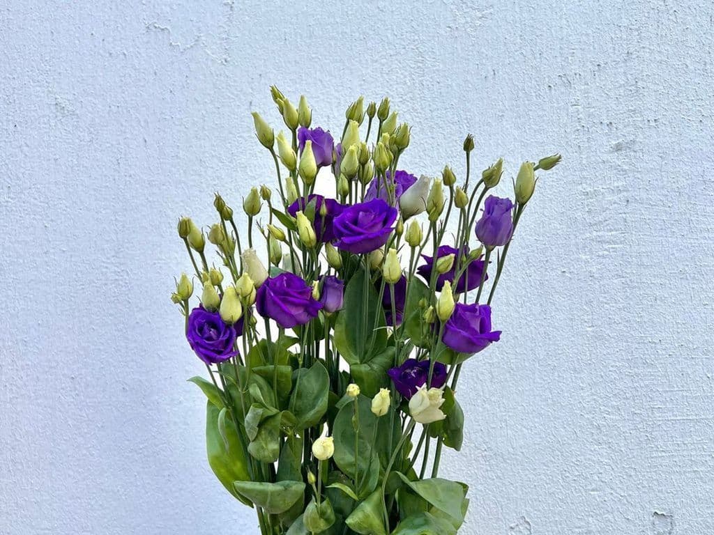 Flowers - Local Lisianthus purple (5 stems)