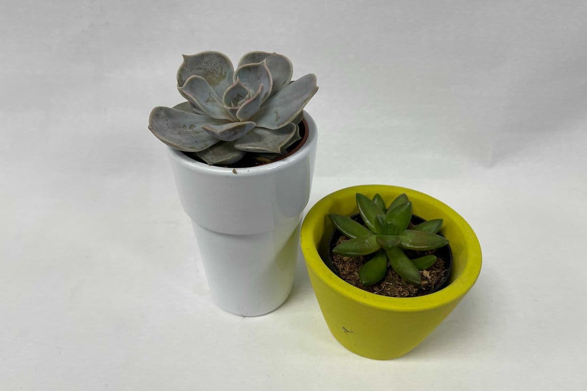 Potted Succulent