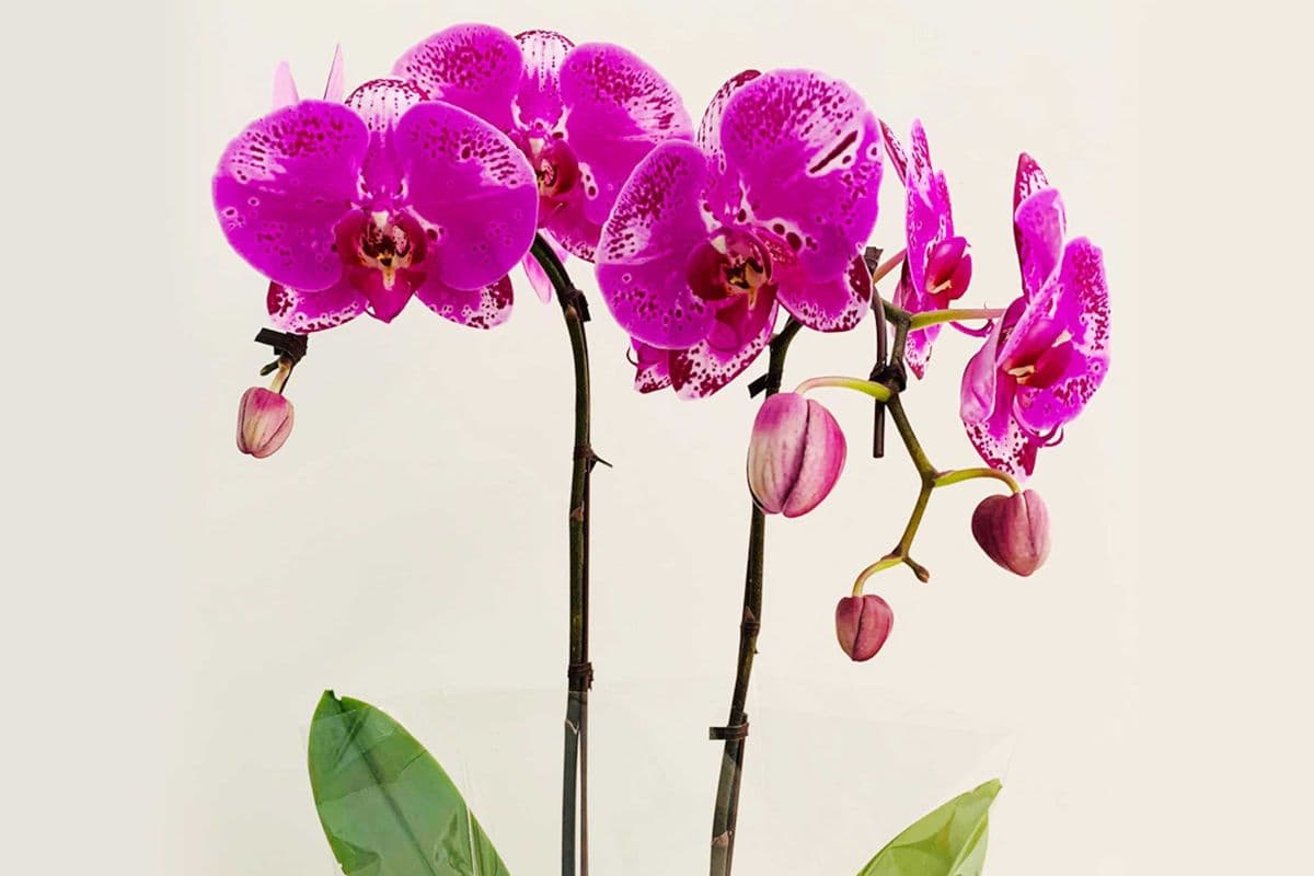 Elegant Purple Orchid 2 Stems in Ceramic Planter SKU102P