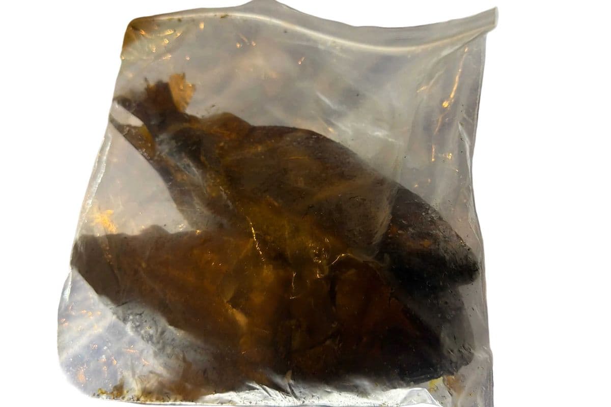 Bonga Fish