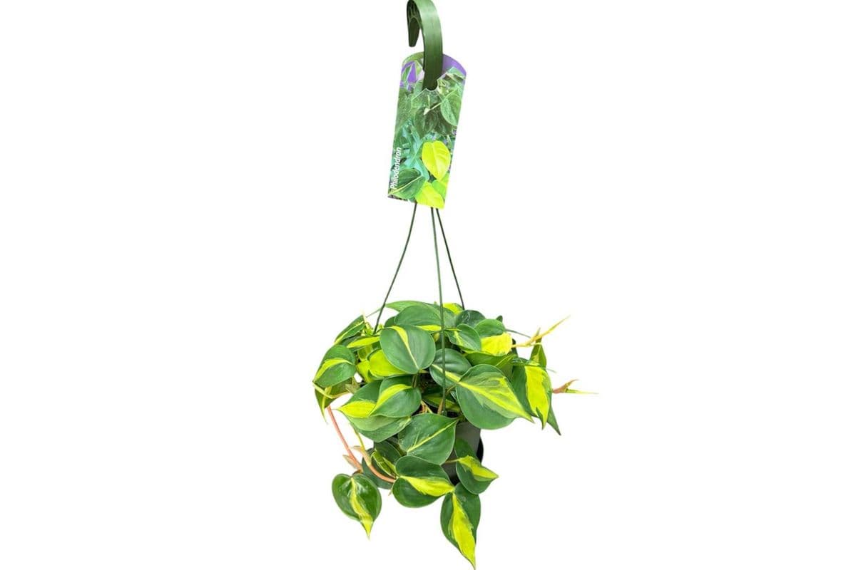 Philodendron Brasil Hanging Basket - 6 Inch Pot