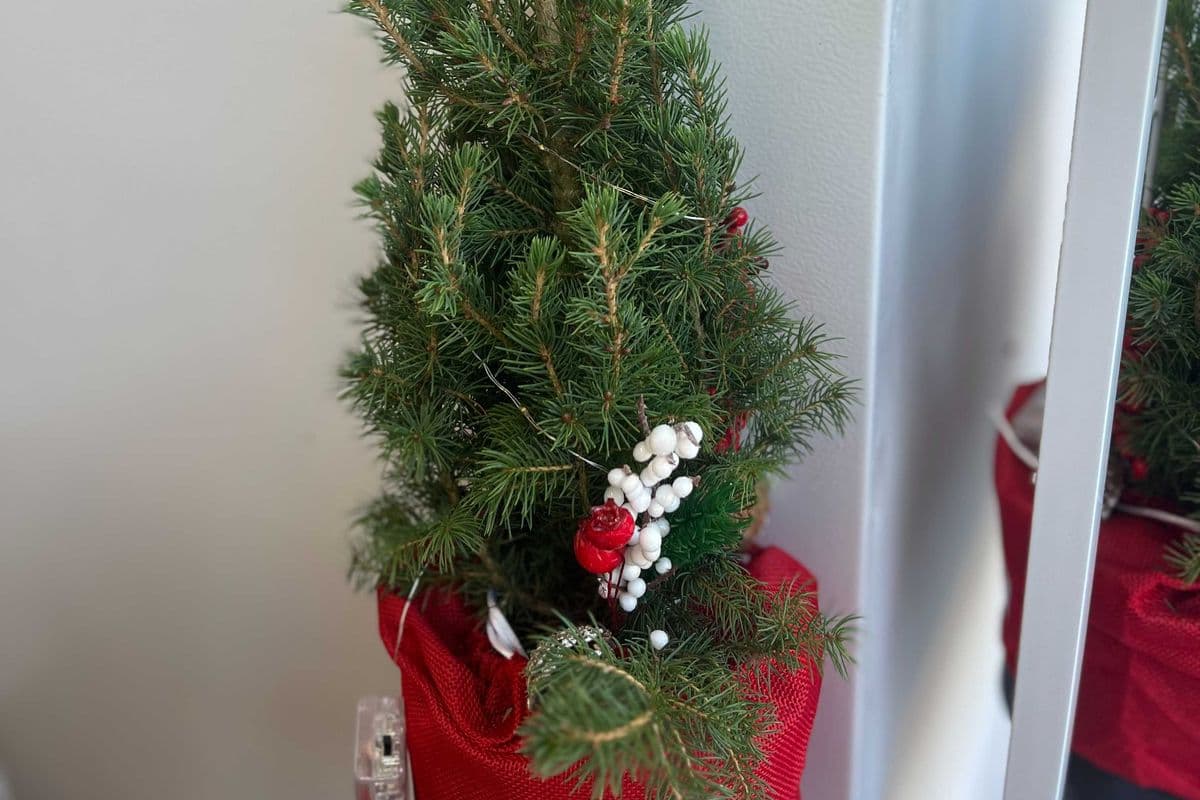 Christmas Tree Deco 1 gal
