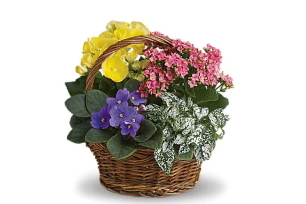 Spring Has Sprung Mixed Basket