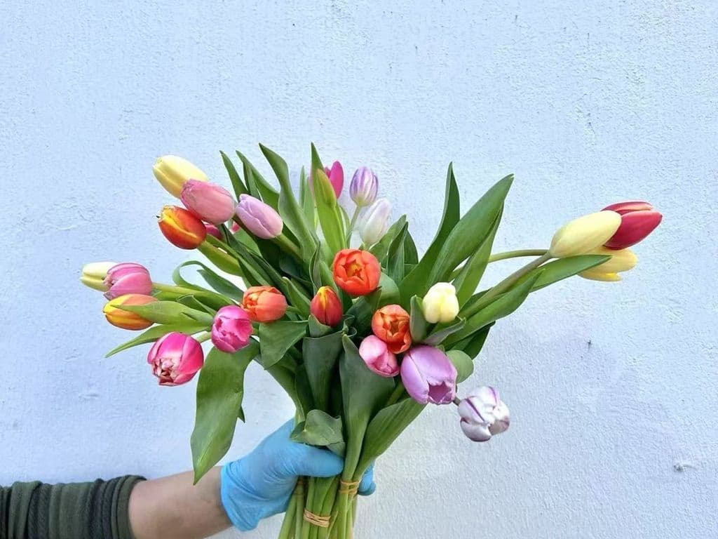 Flowers - Local Tulips mixed color (5 stems)
