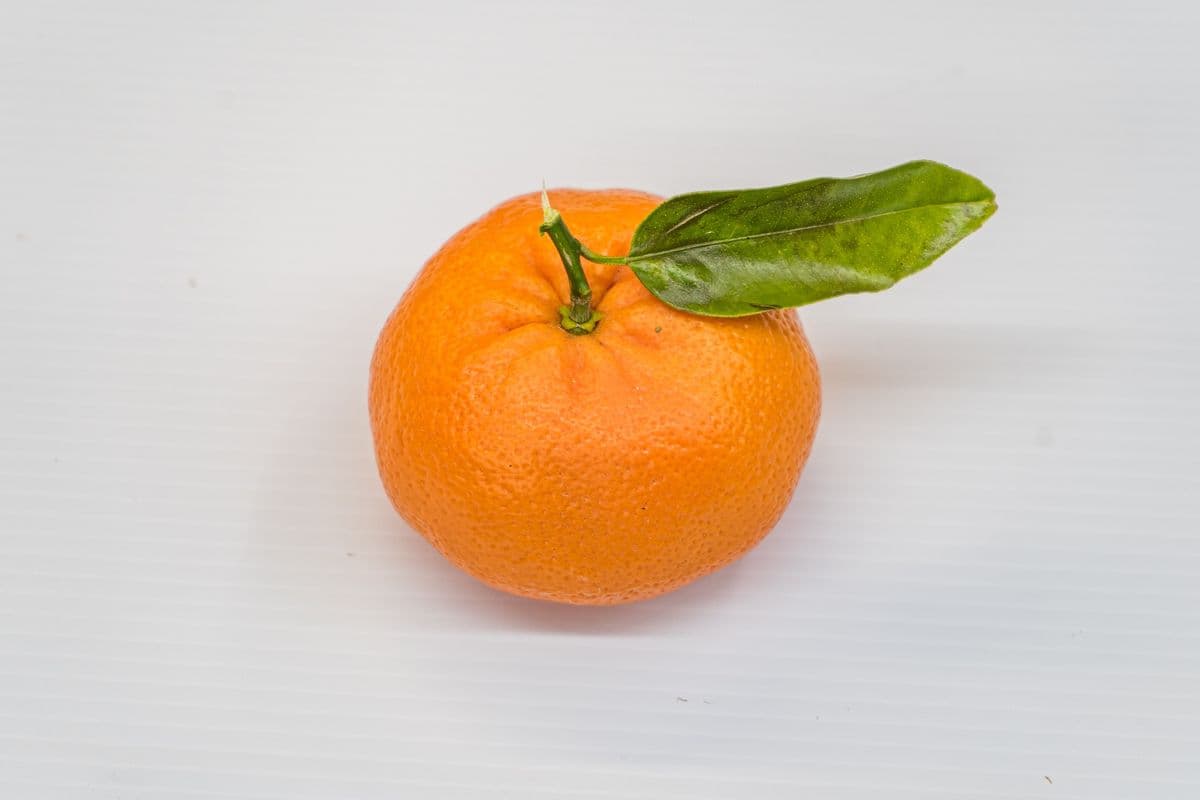 Clémentine / Clementine (1 lb)