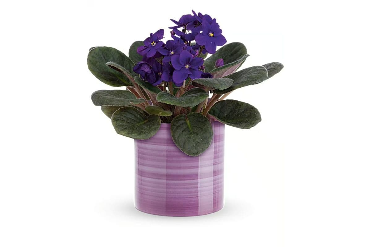 Teleflora's Splendid Violets