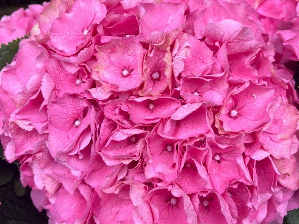 Flowers - Hydragea Pink