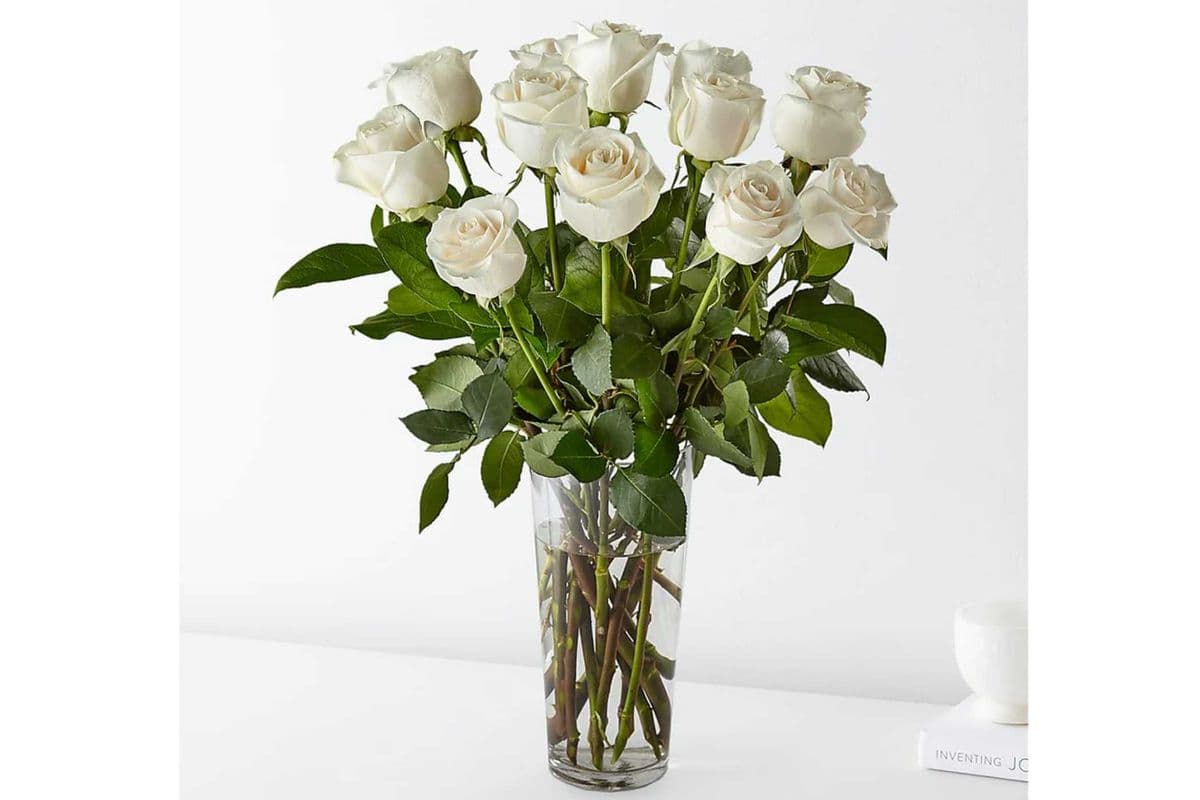 12 White roses in a vase