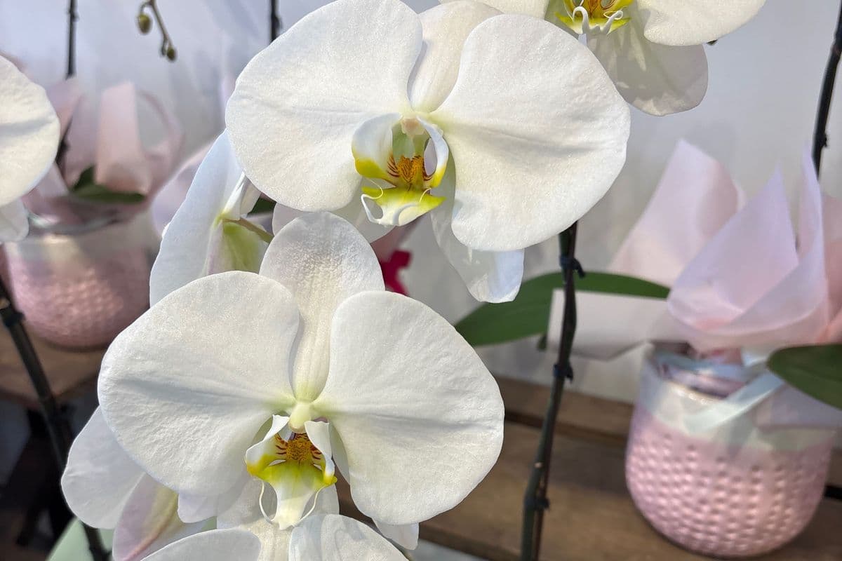White orchid