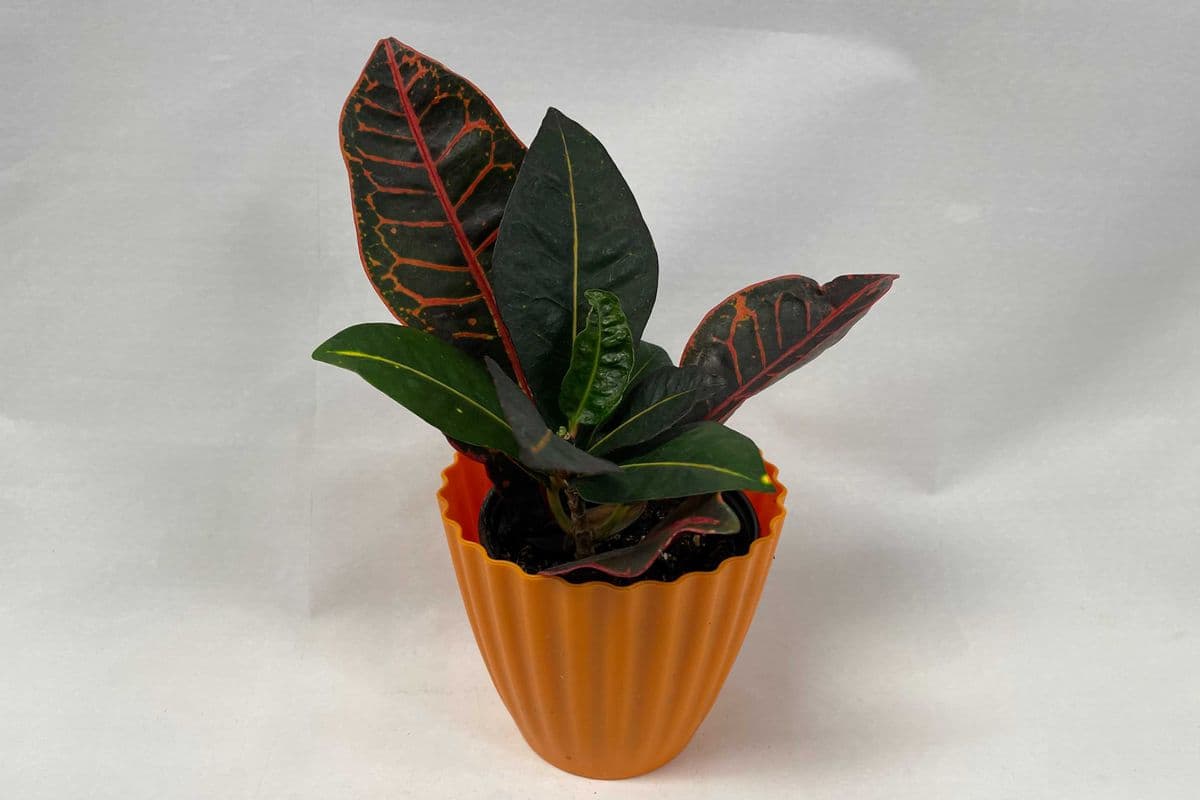 Tropical Plant
