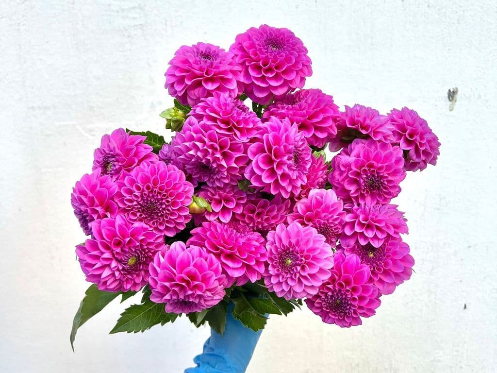 Flowers - Dahilia Dark Pink (bunch)