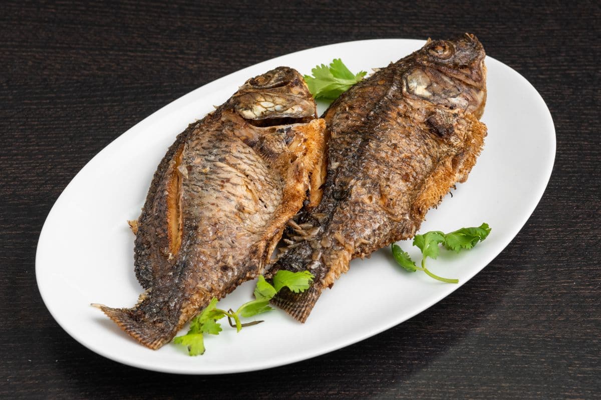 Tilapia