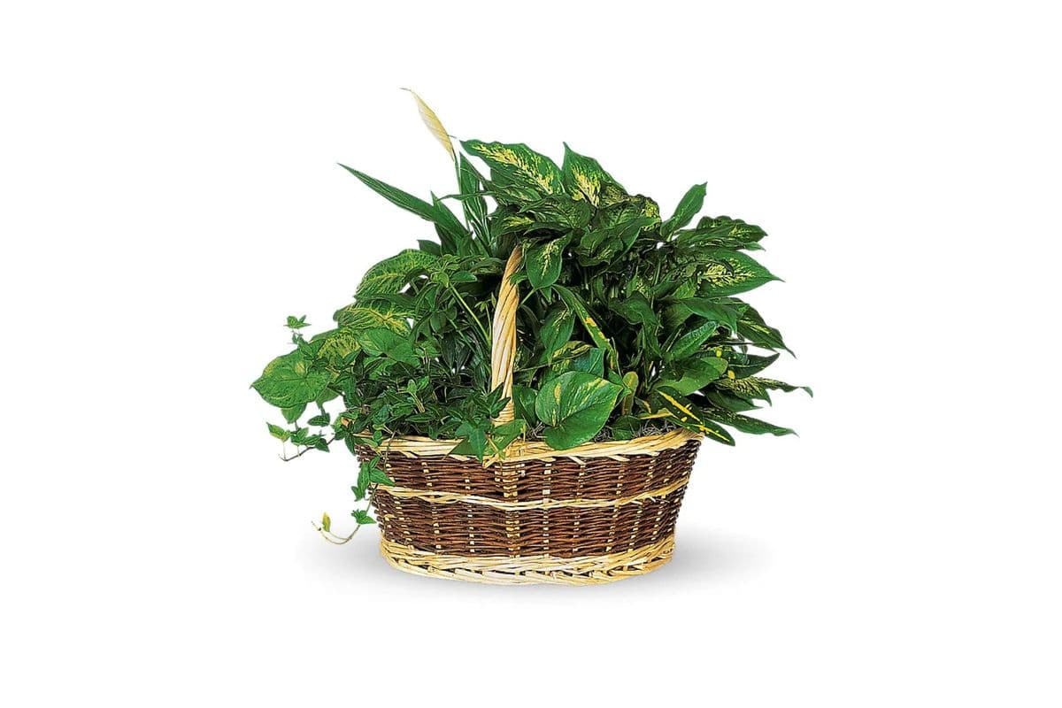Large Basket Garden