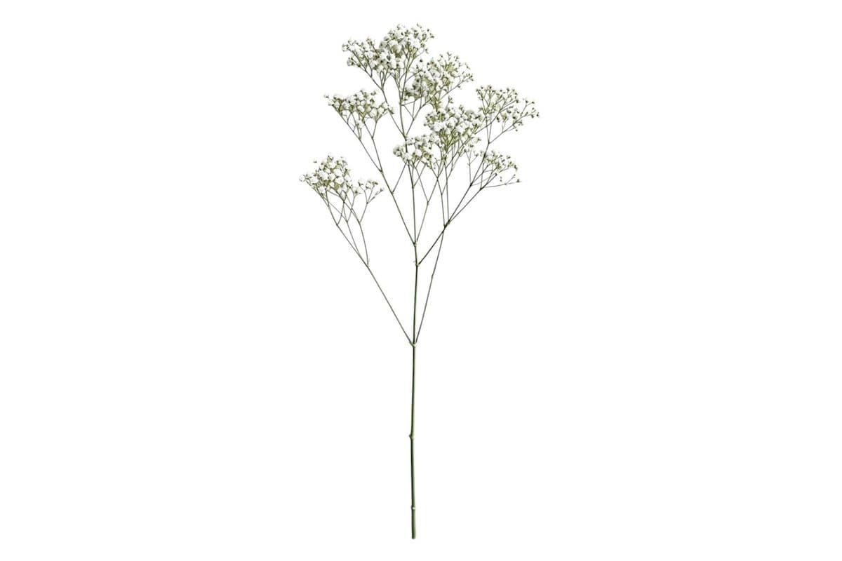 Baby’s Breath - 1 Stem