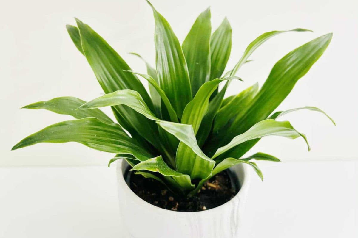 Janet Craig Dracaena in Ceramic Planter SKU109P