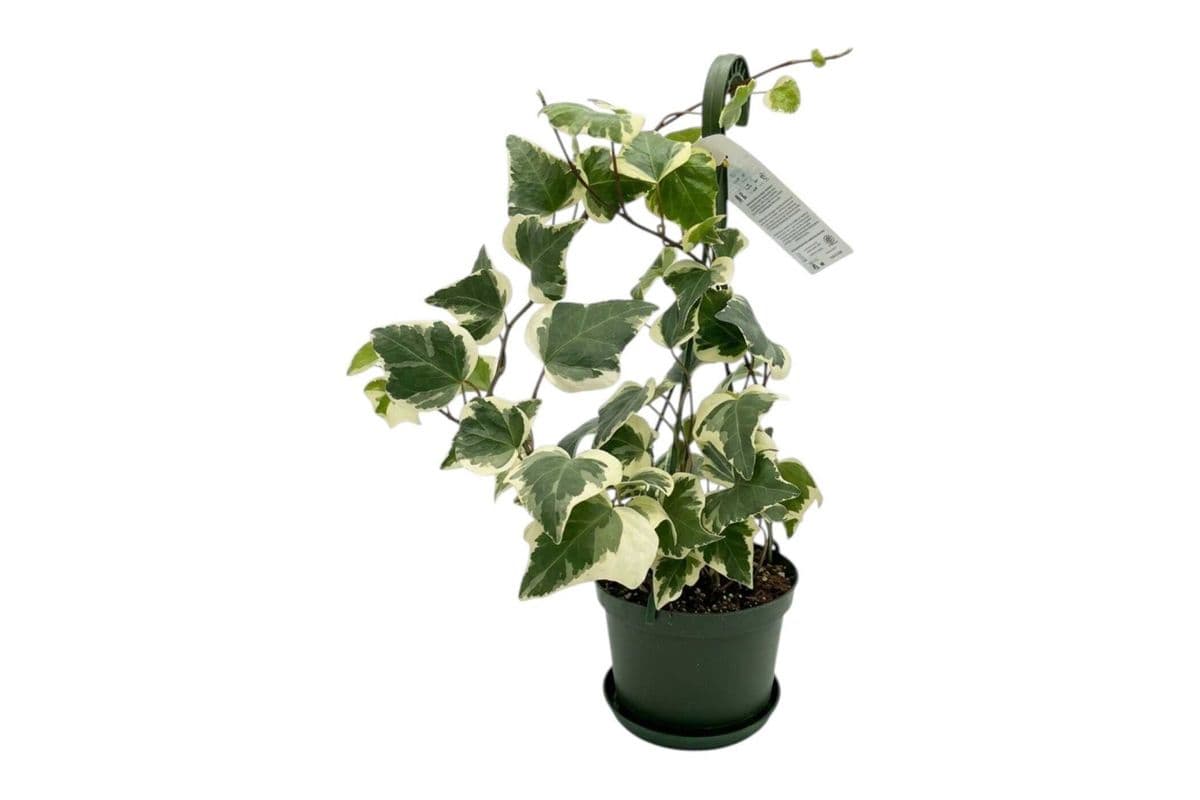 Variegated Ivy Hanging Basket - 6 Inch Pot