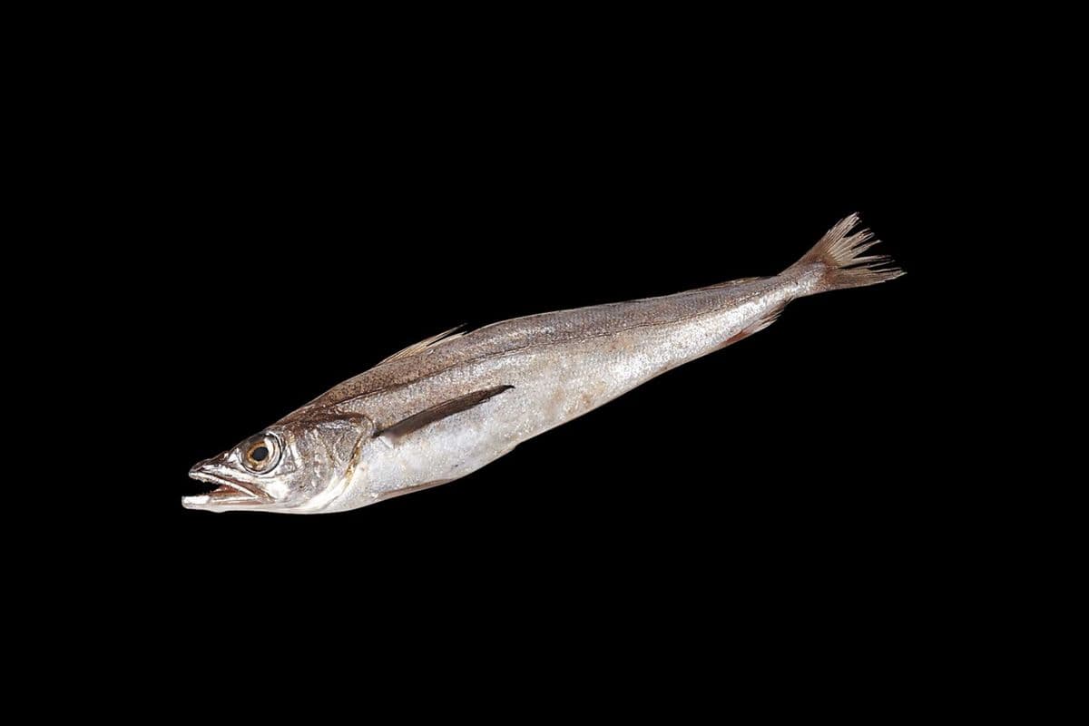 Whiting Fish Box (Cut and Uncut)
