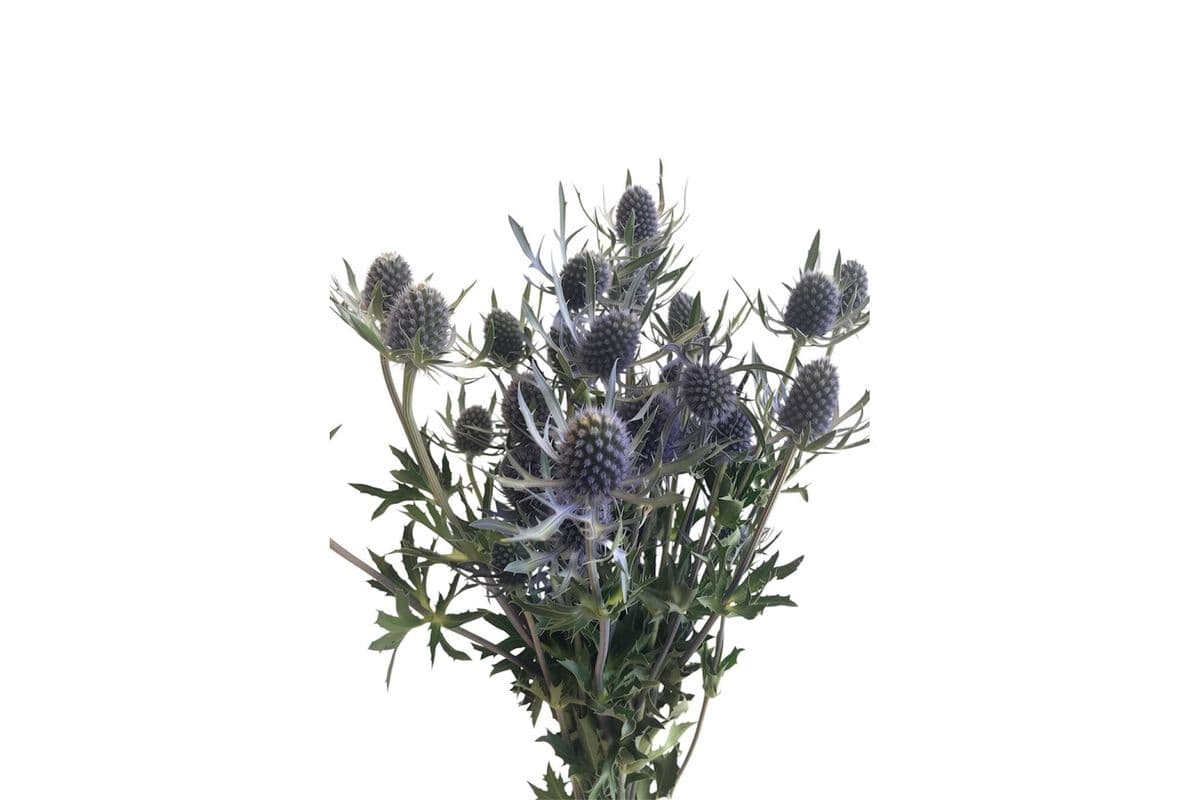 Thistle - 2 Stems