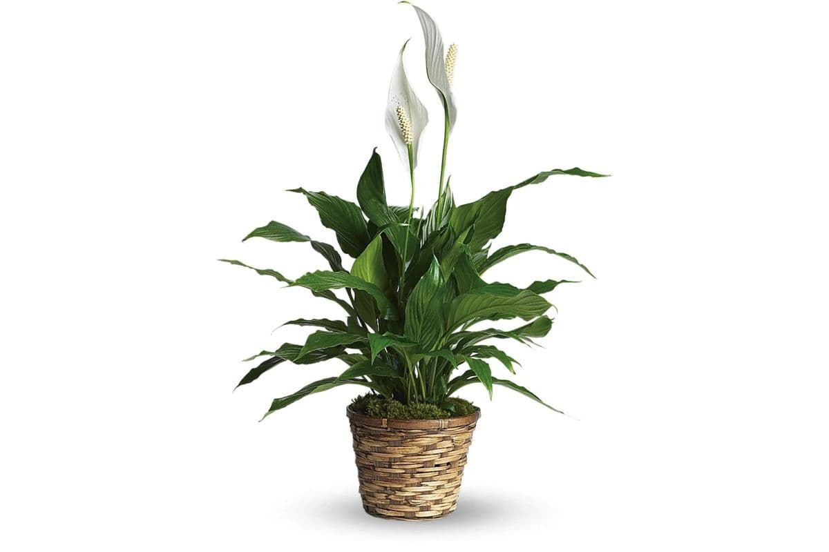 Small Simply Elegant Spathiphyllum (Peace Lily)