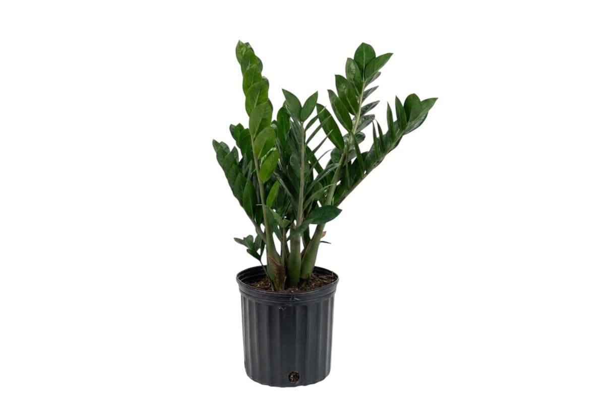 ZZ Plant - 8 Inch Pot