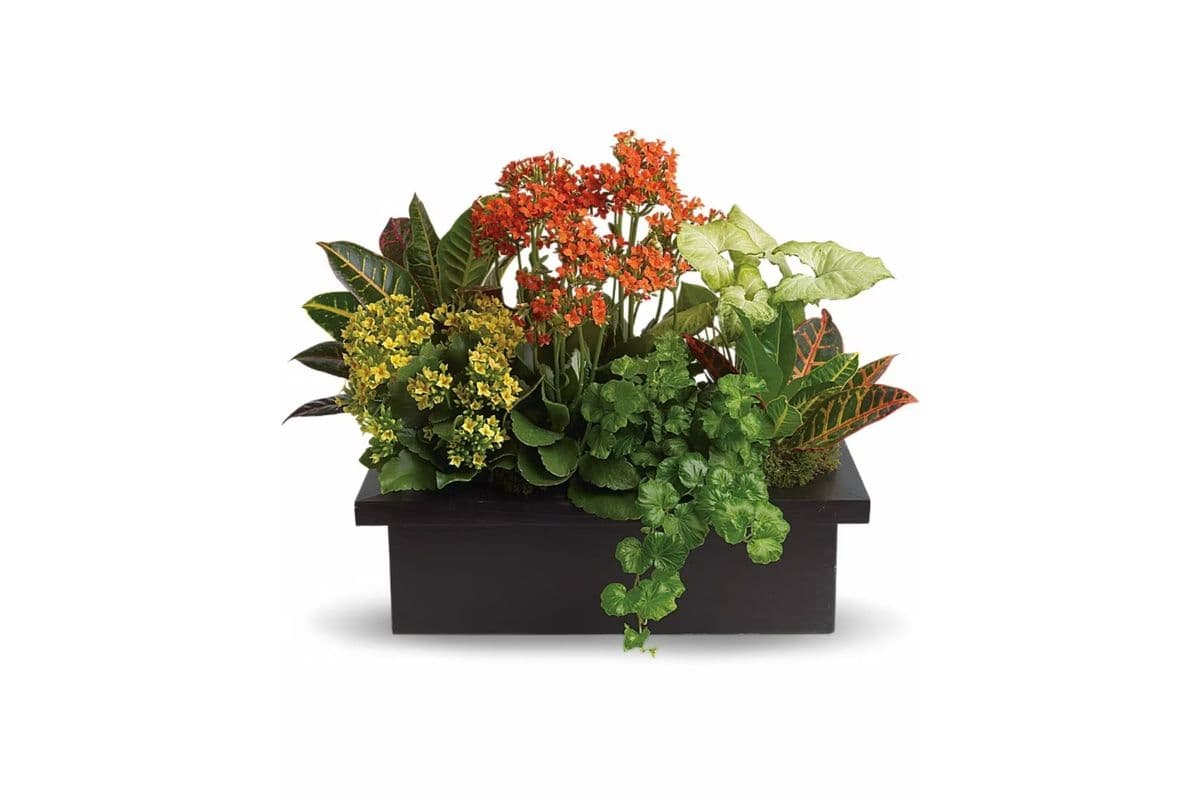 Stylish Plant Assortment