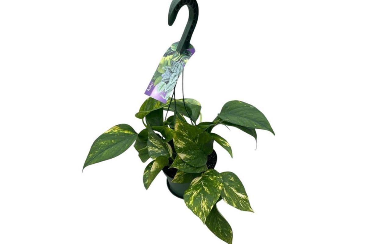 'Golden' Pothos Hanging Basket - 6 Inch Pot