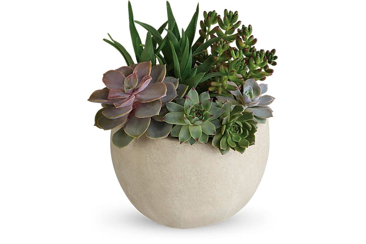 Desert Beauty Succulent Garden