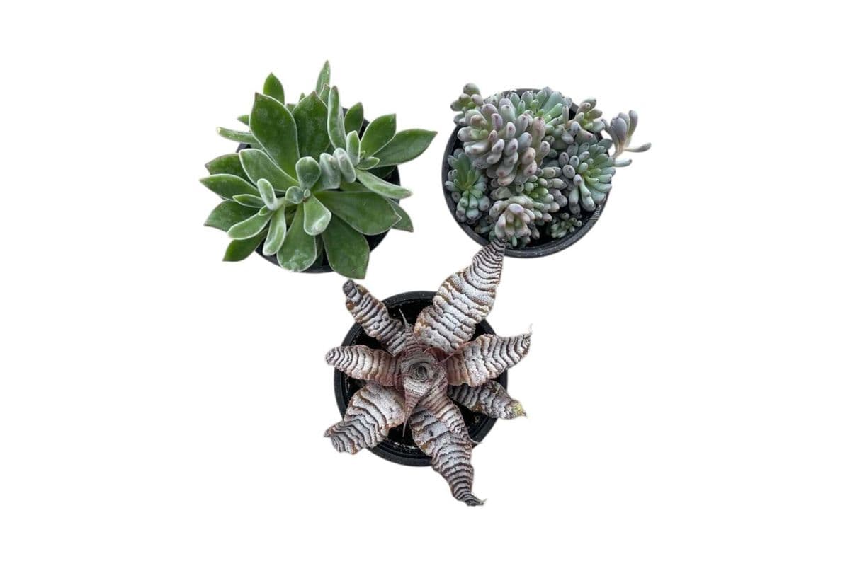 Assorted Succulent Trio - 3.5 Inch Pot
