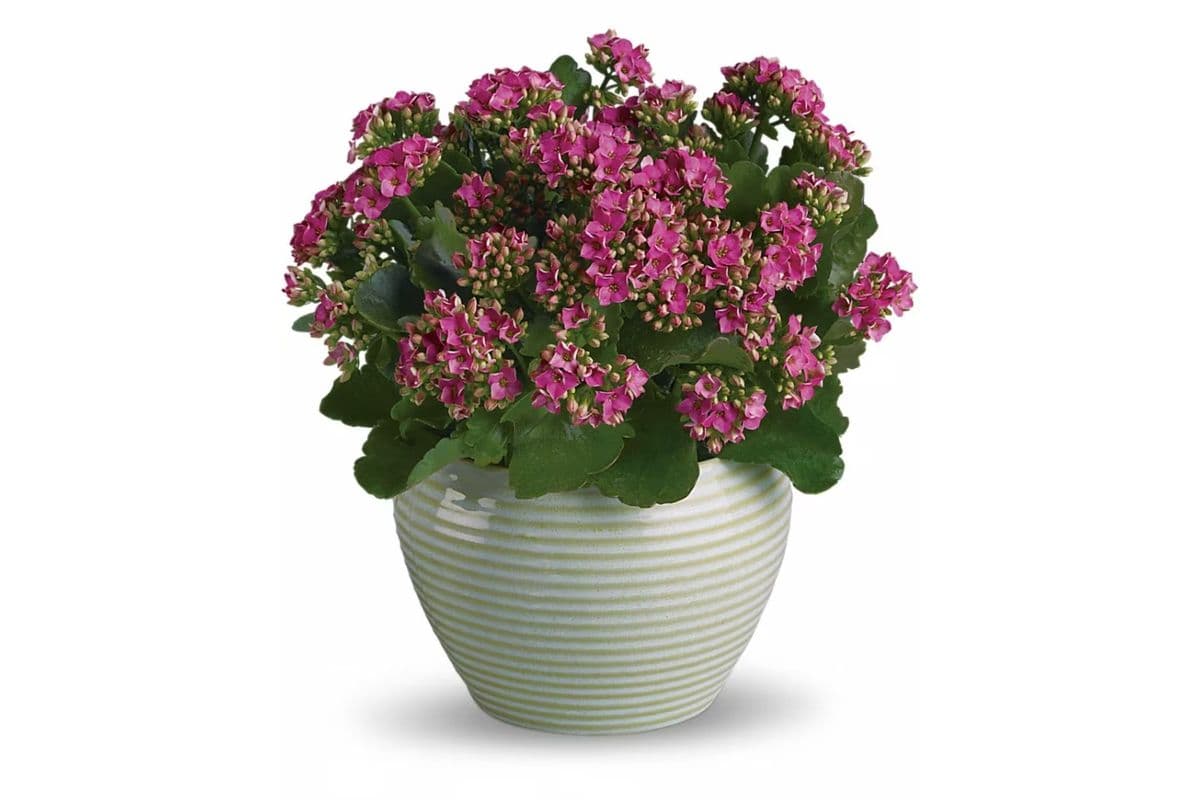 Bountiful Kalanchoe