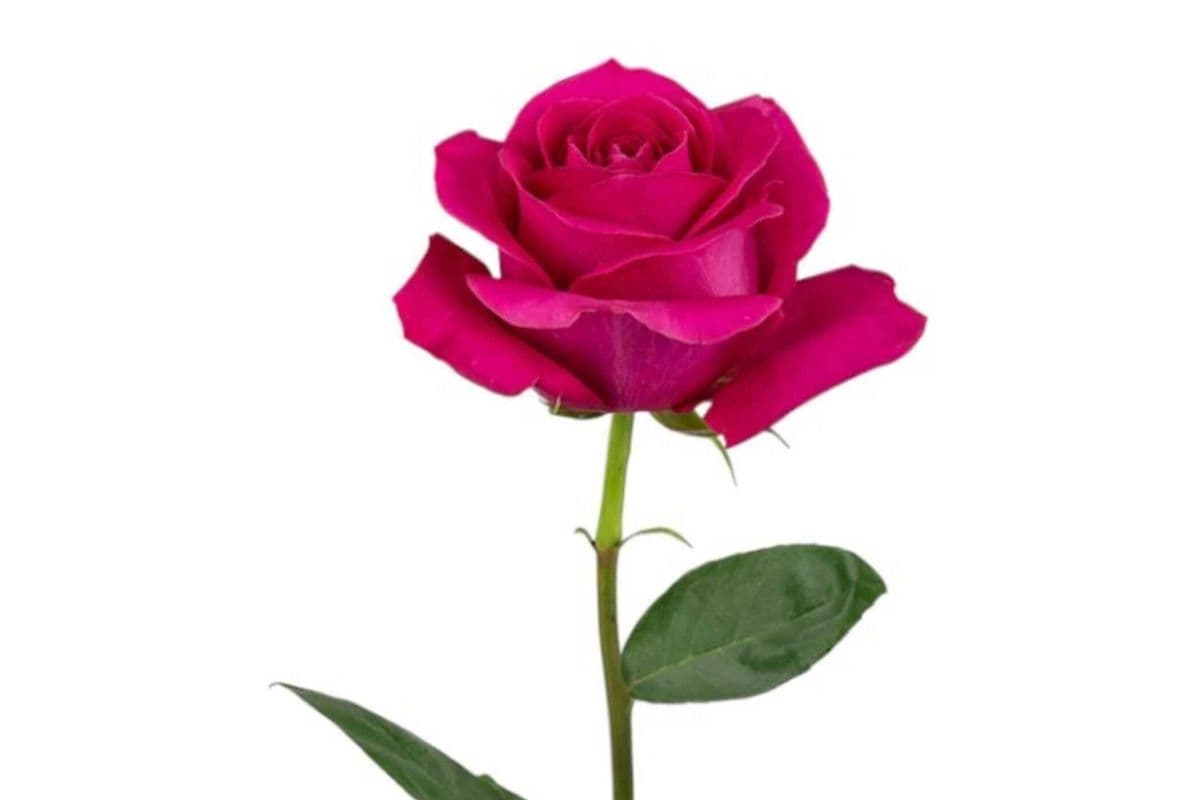 Single Dark Pink Rose – 1 Stem