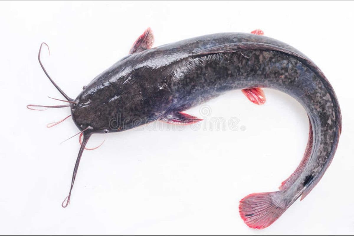 Frozen Catfish (Cut and Uncut)
