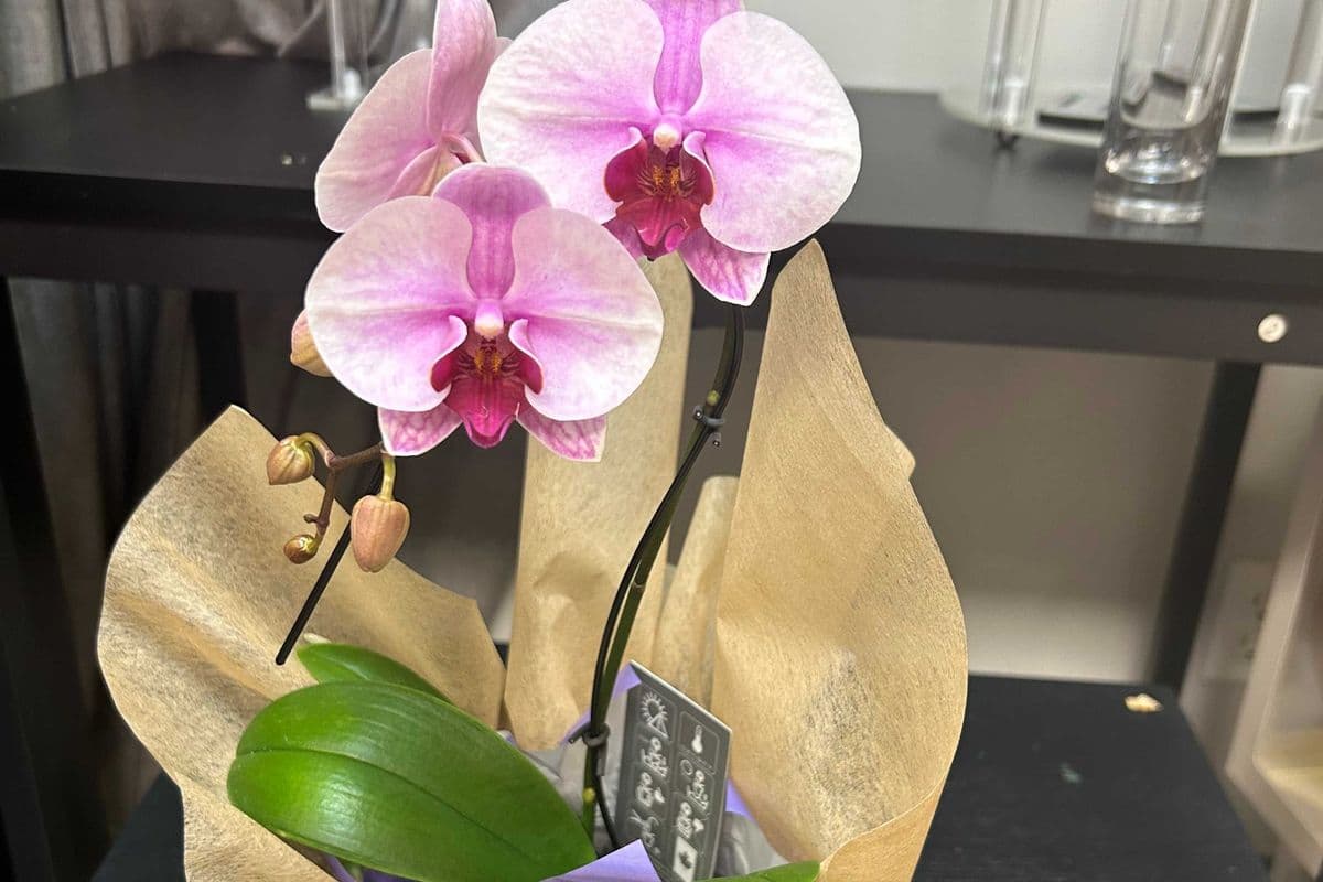 Mini Potted Orchids