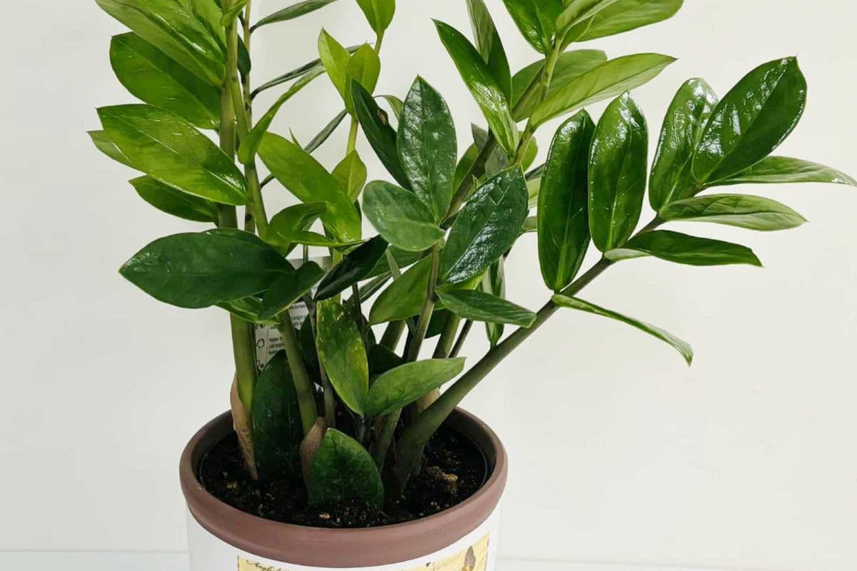 Zanzibar Gem in Ceramic Planter SKU104P